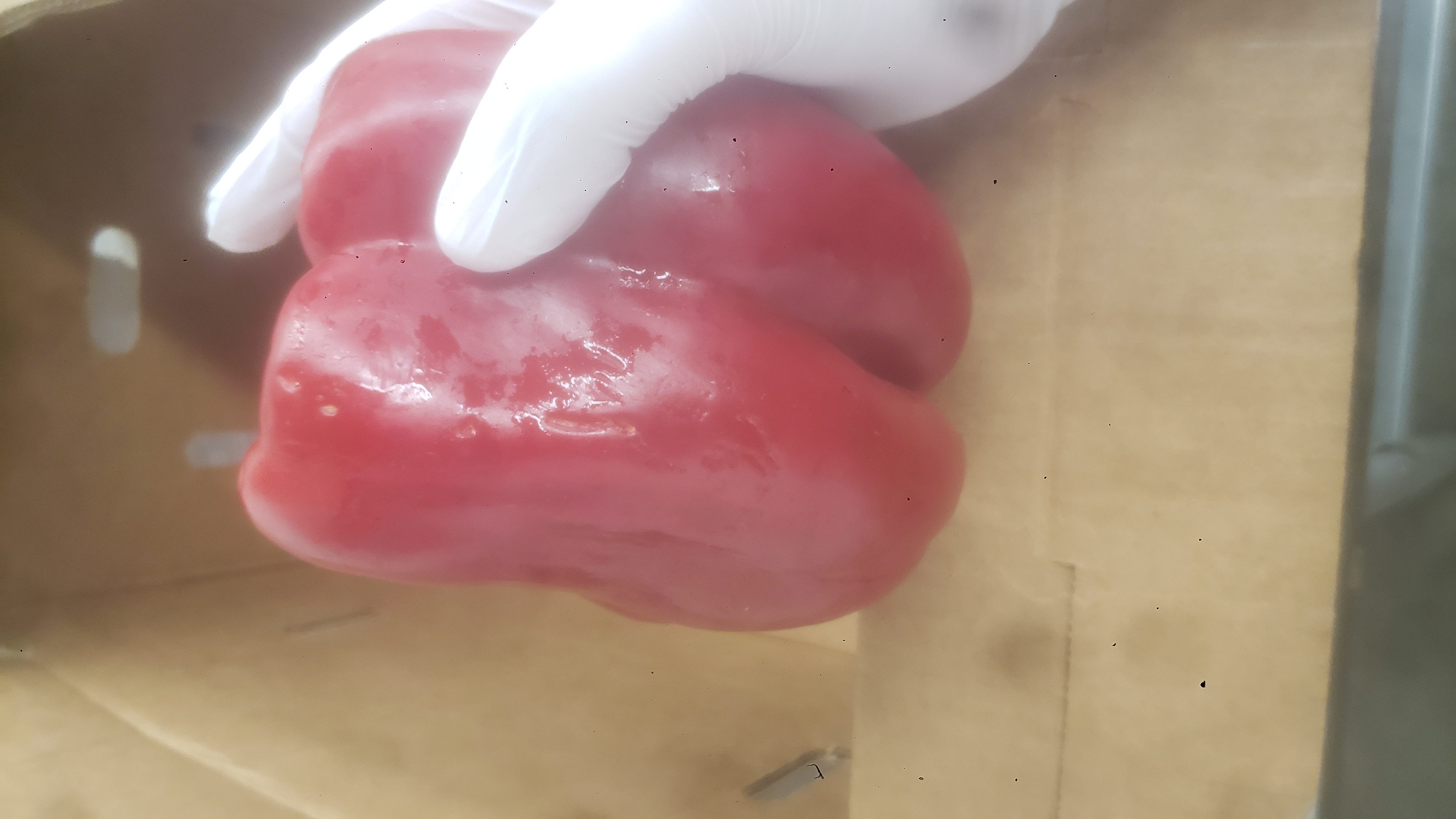 Gloved hand holds unique shaped red bell peppers.